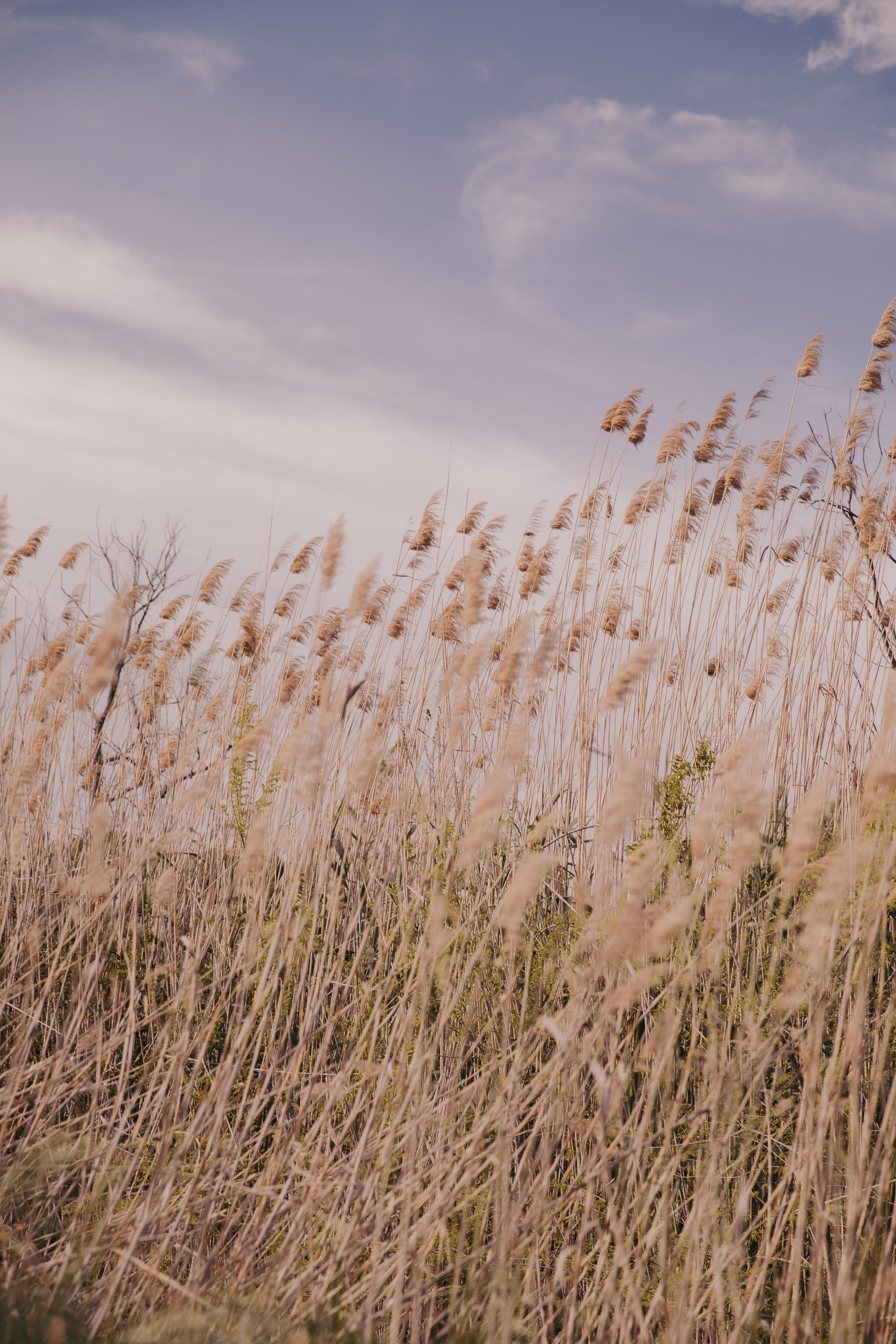 Dried Grass in the Field